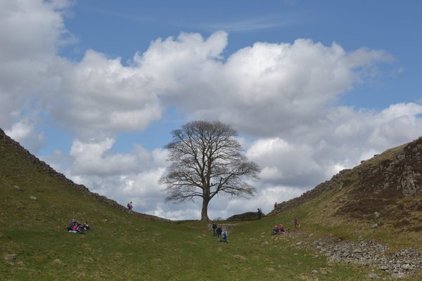  Sycamore gap on Hadrian's Wall. A lone sycamore tree stands at the bottom of a valley with the Roman wall behind it